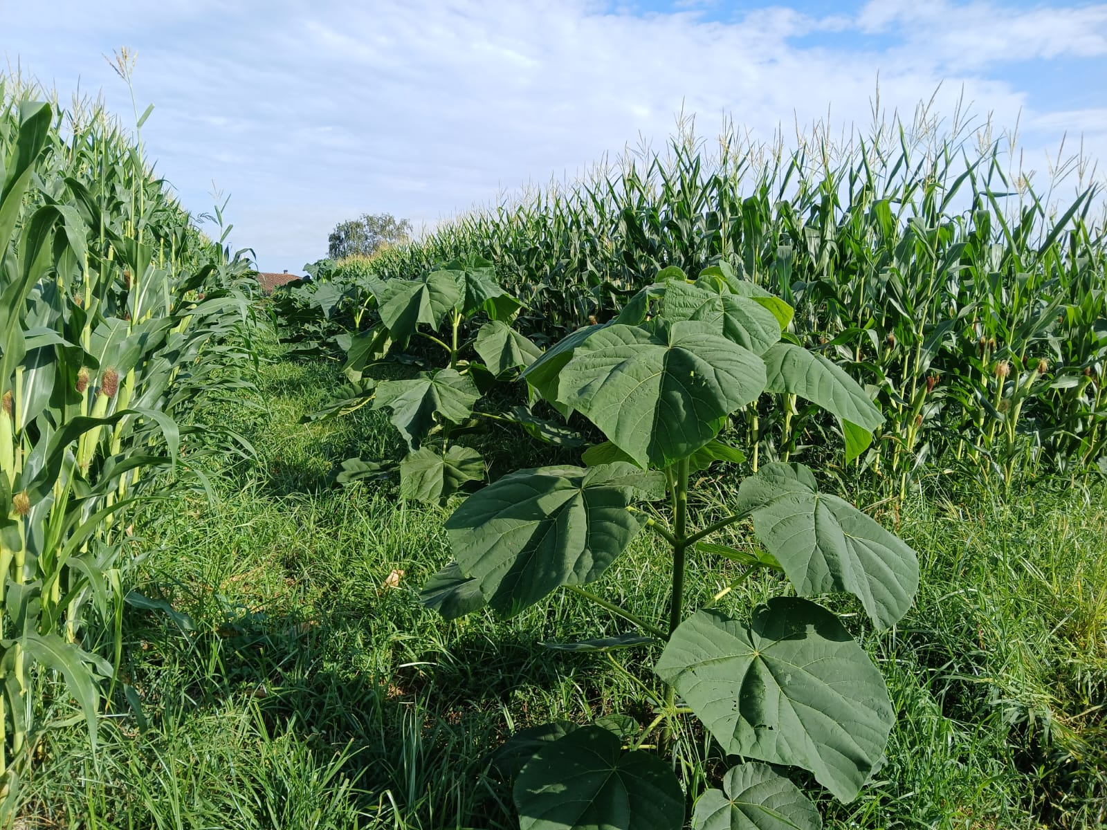 Étapes et processus de croissance d'un paulownia