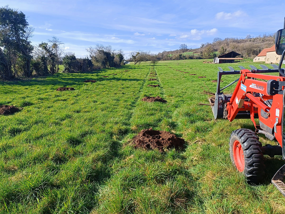 La plantation du Paulownia