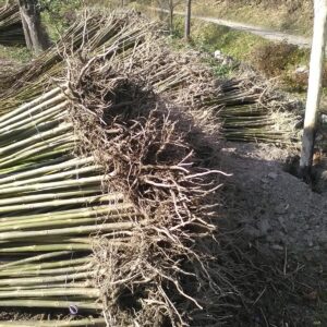 Paulownia Fortunei – Baliveau racines nues